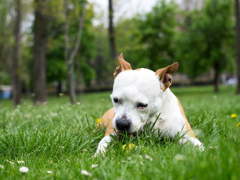 Hund frisst Erde