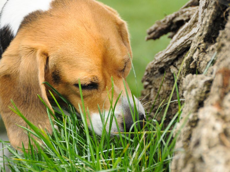 Hund frisst Erde - Mangelerscheinung