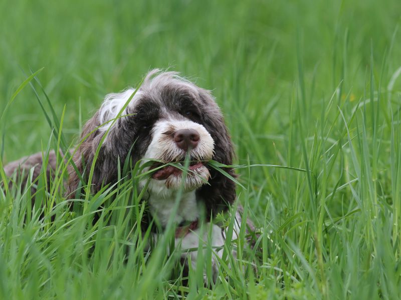 Hund frisst Erde - Was kann ich tun