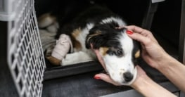 Welpen aus dem Tierschutz