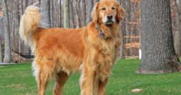 Golden Retriever Erziehung Hund und Katze
