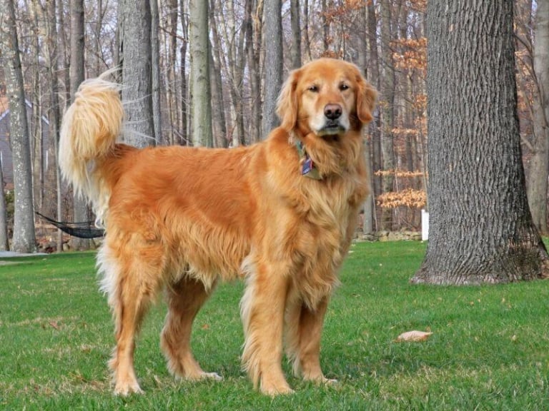 Golden Retriever Erziehung Tipps und Tricks