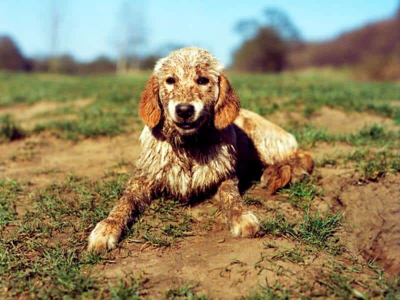 Golden Retriever Erziehung - Tipps