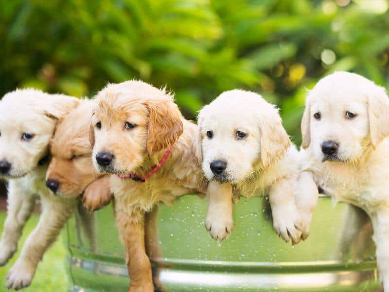 Golden Retriever Erziehung Welpen