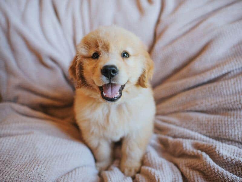 Golden Retriever Züchter
