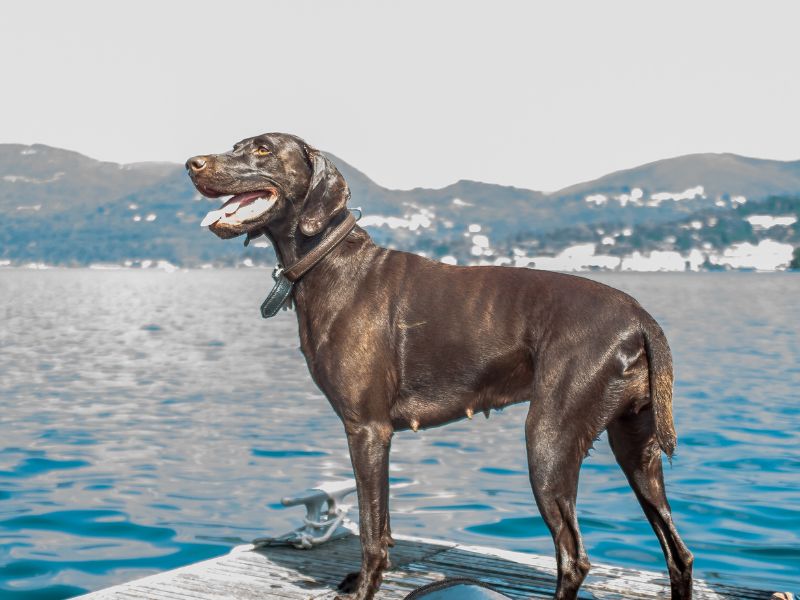 Hund am Gardasee