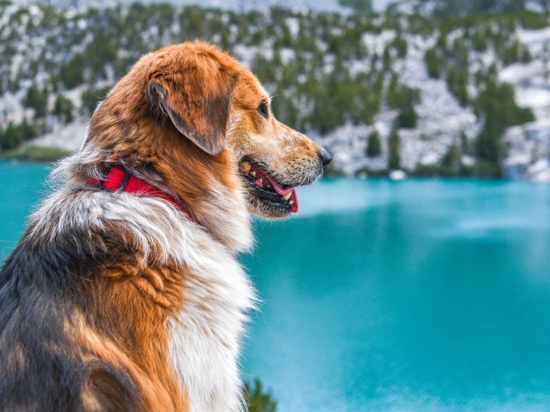 Mit Hund am Gardasee Mit Hund am Gardasee