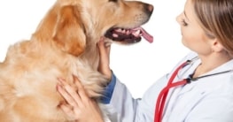 Golden Retriever Krankheiten - Tierarzt