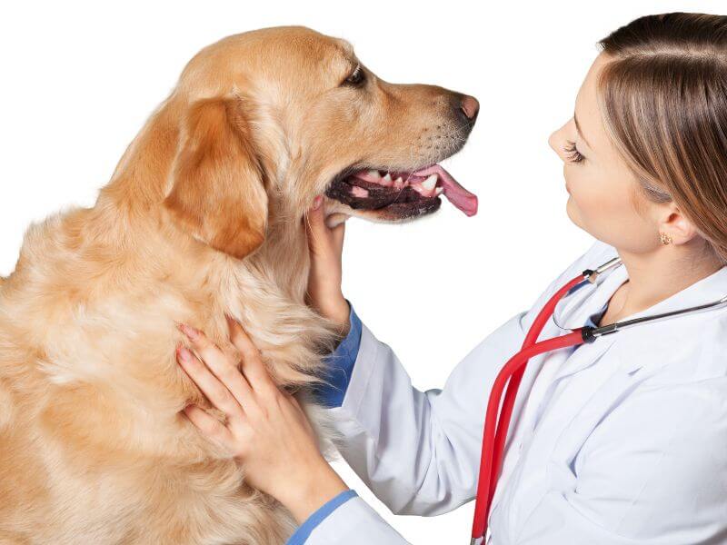 Golden Retriever Krankheiten - Tierarzt