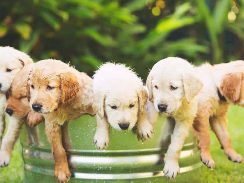 Golden Retriever Krankheiten Zucht