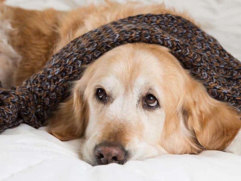 Golden Retriever Krankheiten erkennen