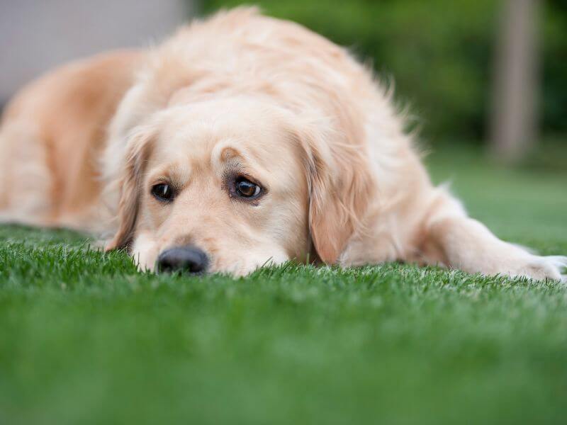 Golden Retriever Krankheiten was tun