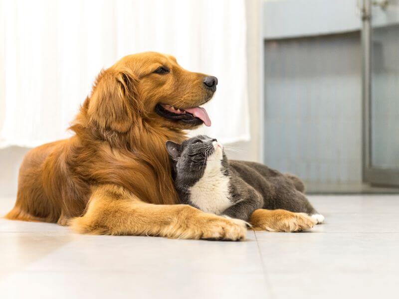 Golden Retriever und Katze Krankheiten