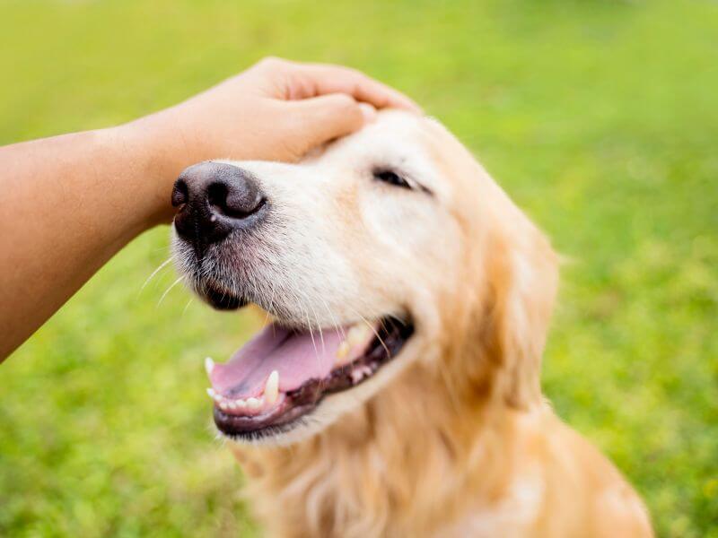 Fell Golden Retriever Fell Golden Retriever