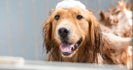 Fellpflege Golden Retriever
