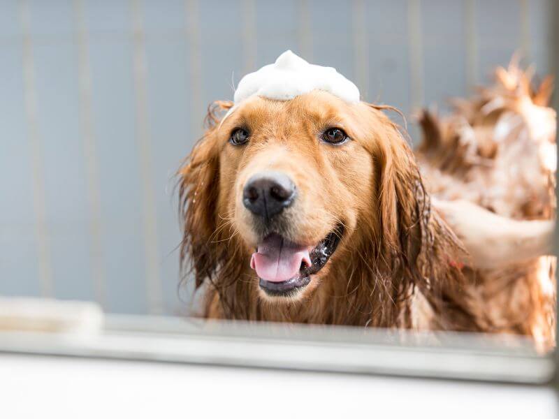 Fellpflege Golden Retriever Fellpflege Golden Retriever