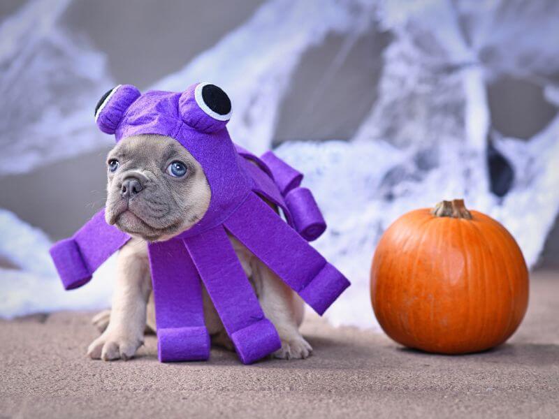 Französische Bulldogge grau mit blauen Augen