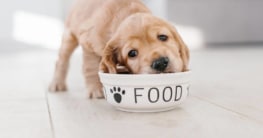 Golden Retriever Ernährung Fressen