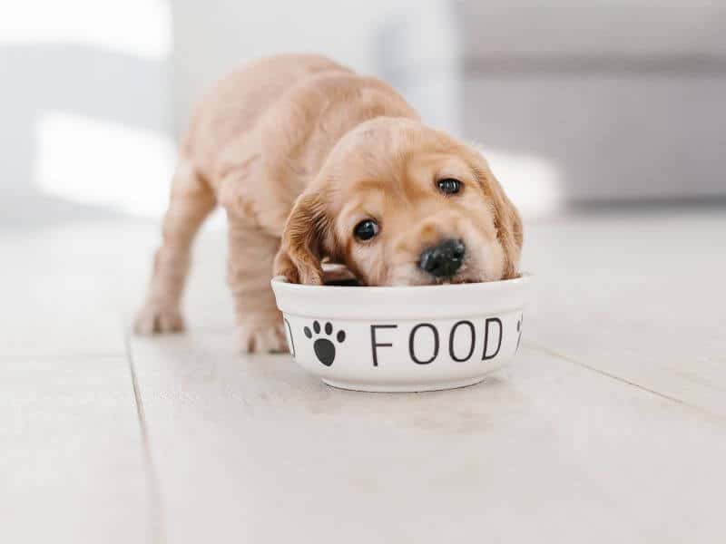 Golden Retriever Ernährung Fressen Golden Retriever Ernährung Fressen