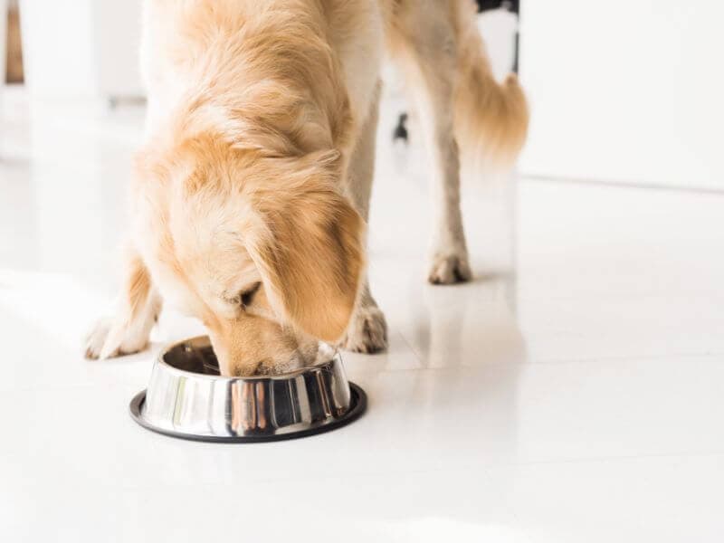 Golden Retriever Ernährung Golden Retriever Ernährung