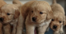 Golden Retriever Welpe