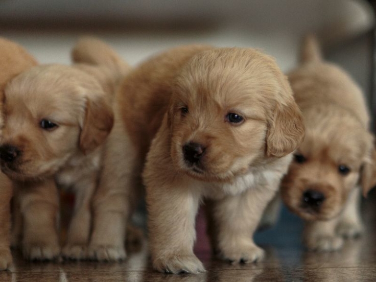 Was Kostet Ein Golden Retriever Welpe Vom Züchter