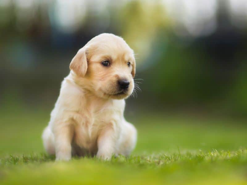 Golden Retriever Welpen Kosten