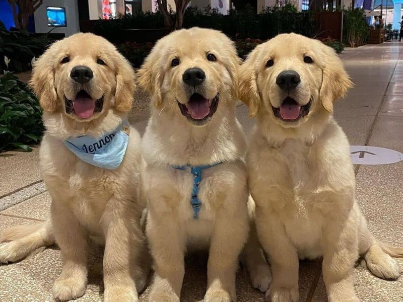 Golden Retriever Welpen Golden Retriever Welpen
