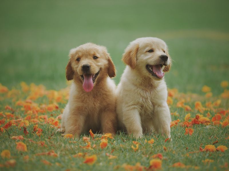 Golden Retriever Welpenfell Golden Retriever Welpenfell