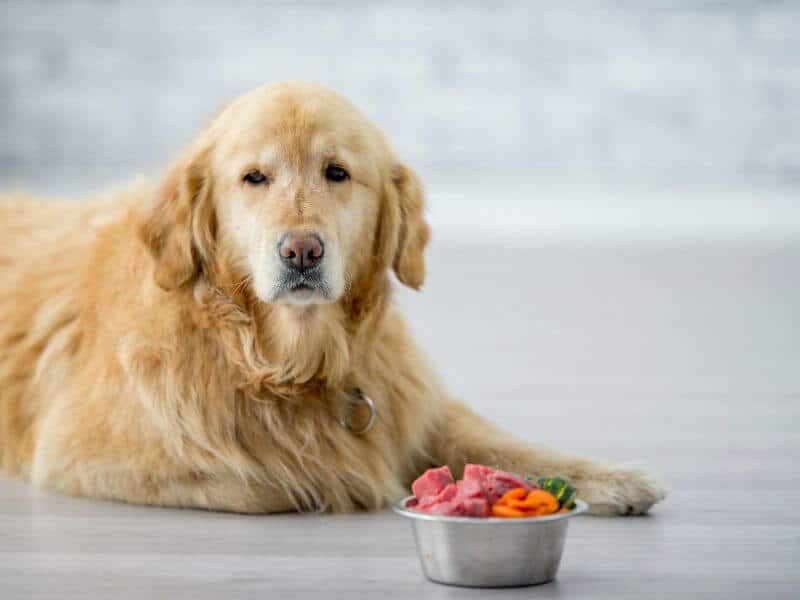 Golden Retriever nicht fressen
