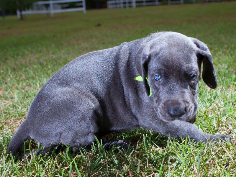Hund mit blauen Augen