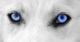 Hunde mit blauen Augen