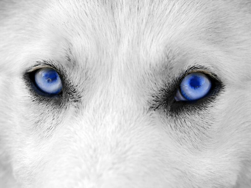 Hunde mit blauen Augen