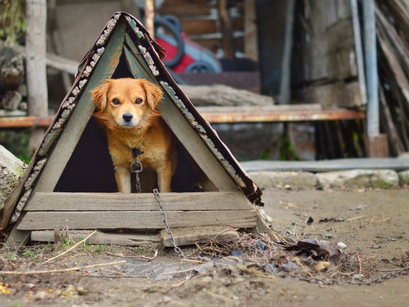 Hundehütte bauen