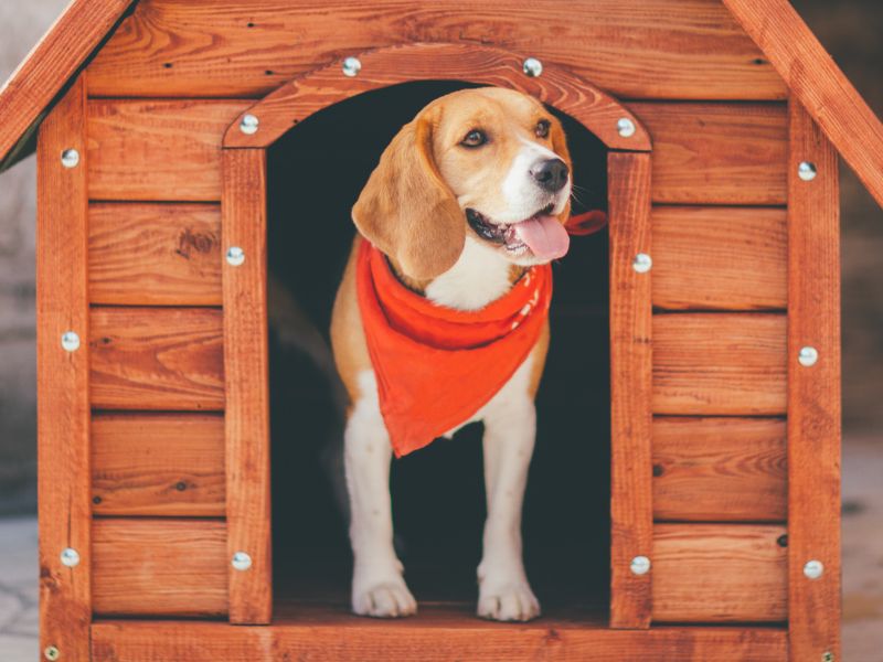 Hundehütte selber bauen