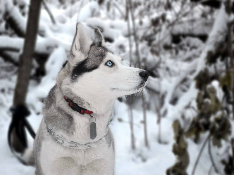 Husky blaue Augen