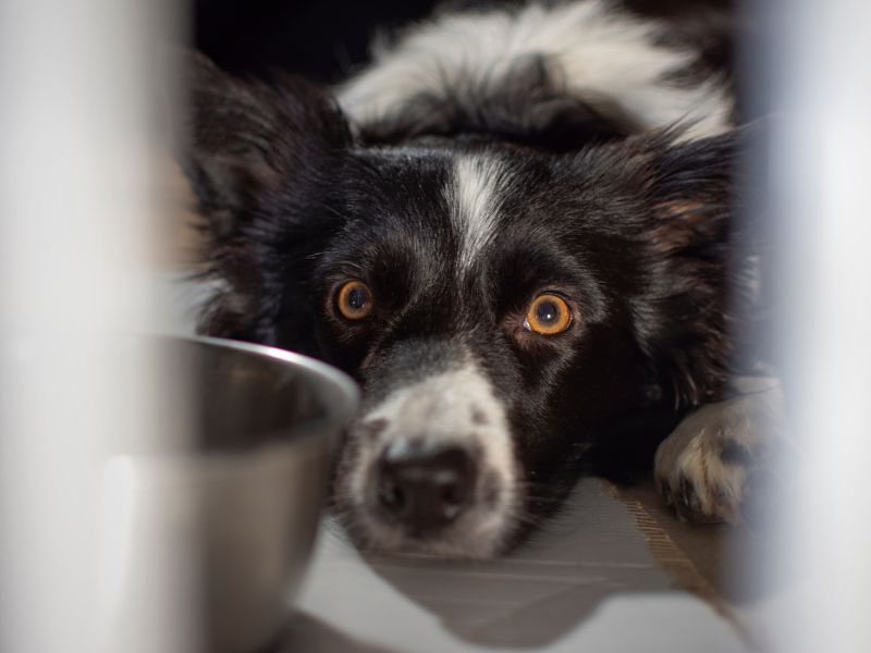 Knallangst bei Hunden Angst
