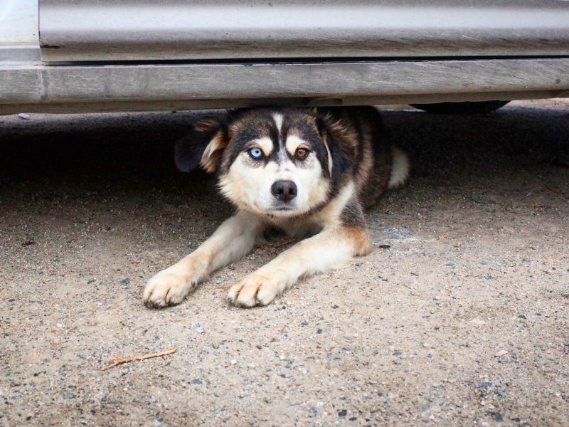 Knallangst bei Hunden