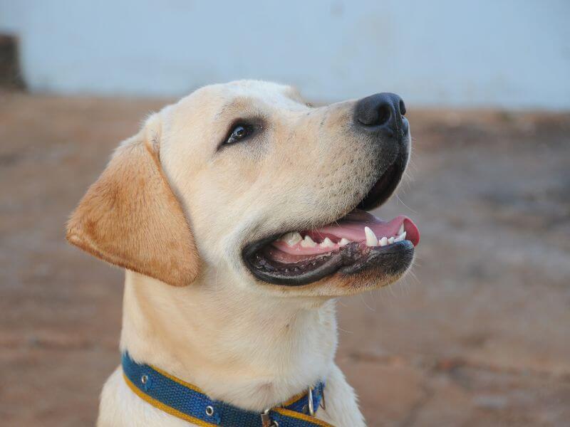 Labrador braun blaue Augen