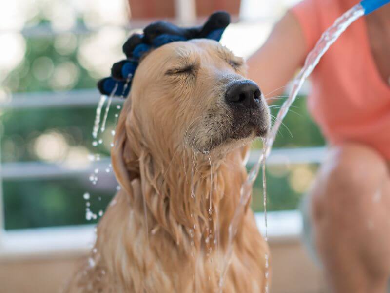Pflege bei dem Golden Retriever Pflege bei dem Golden Retriever