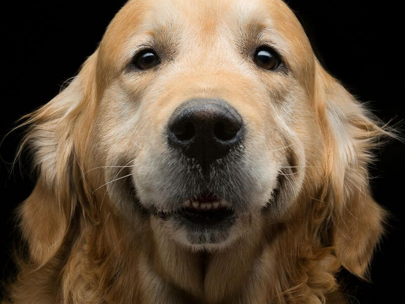 Pflege bei einem Golden Retriever Pflege bei einem Golden Retriever