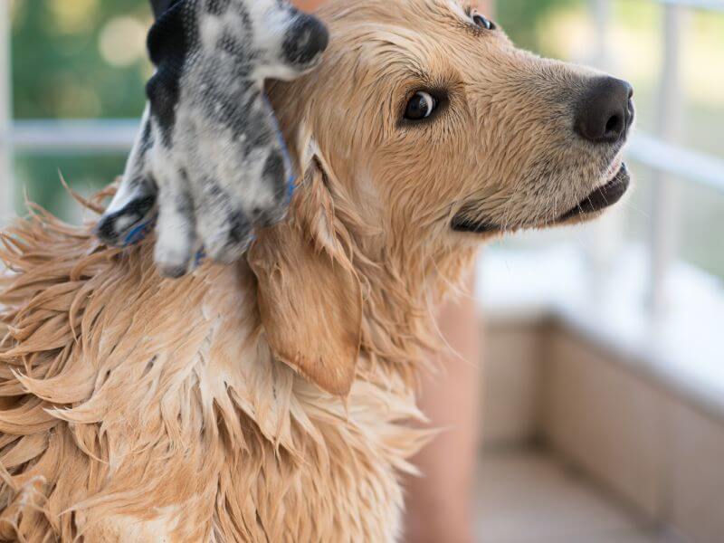 Pflege beim Golden Retriever Pflege beim Golden Retriever