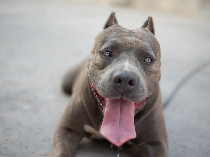 Pitbull blaue Augen
