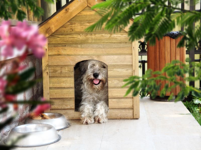 Welches Material für Hundehütte