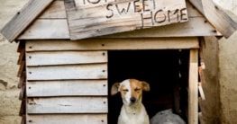 hundehütte selber bauen aus paletten
