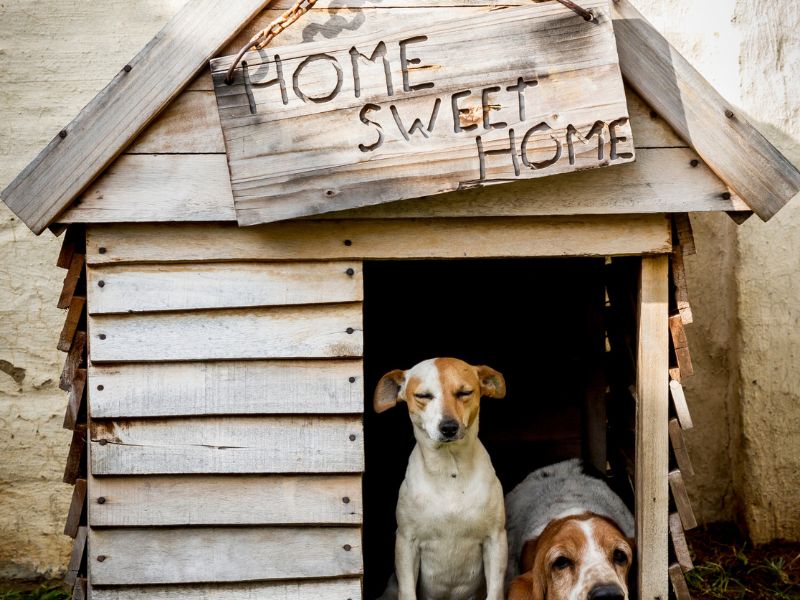 hundehütte selber bauen aus paletten