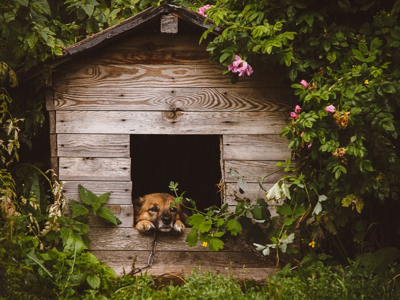 hundehütte selber bauen größe