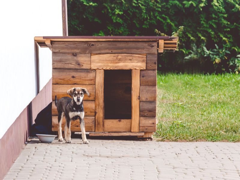kleine hundehütte selber bauen anleitung