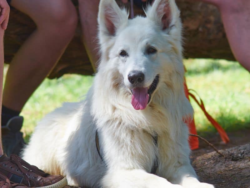 weiße hunderassen Berger Blanc Suisse Weiße Hunderassen Berger Blanc Suisse