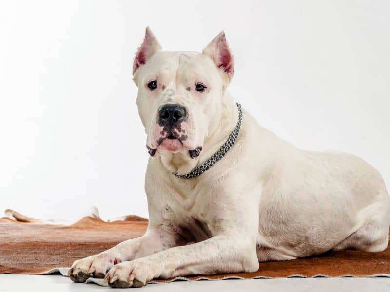 weiße Hunderassen Dogo Argentino Dogo Argentino